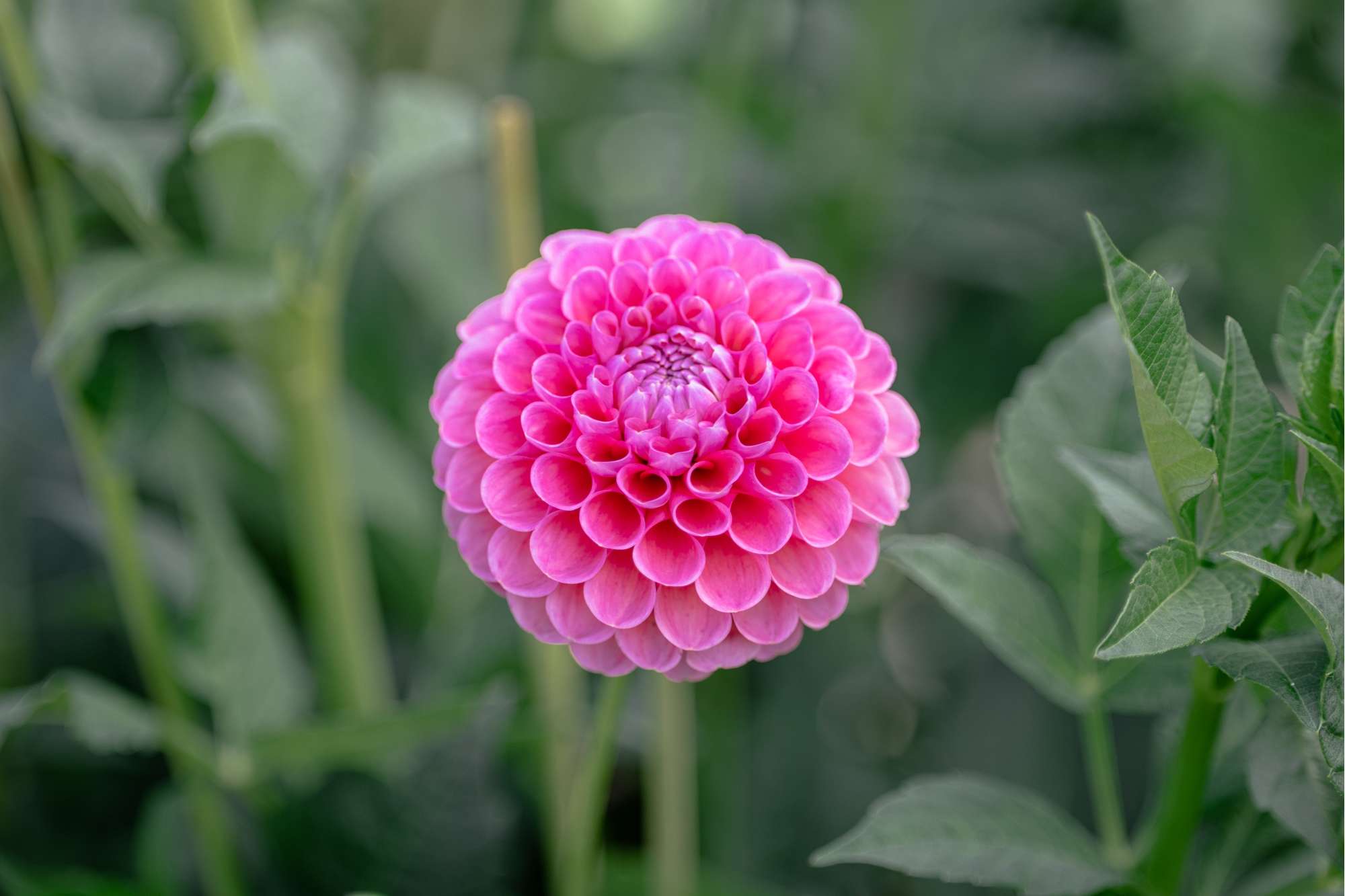 Dahlia 'Jowey Frambo'